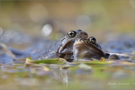 <p>SKOKAN HNĚDÝ ( (Rana temporaria) ---- /Common frofg - Grasfrosch/</p>